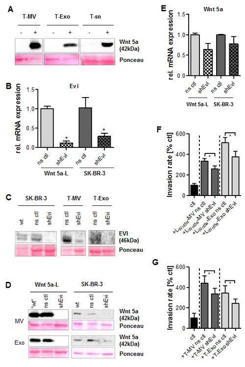 Evi knockdown leads to Wnt 5a depletion on both types of vesicles and inhibits invasion.
