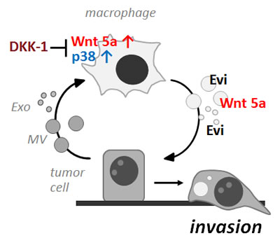 Schematic presentation of the vesicle-mediated reciprocal loop during macrophage-induced tumor cell invasion