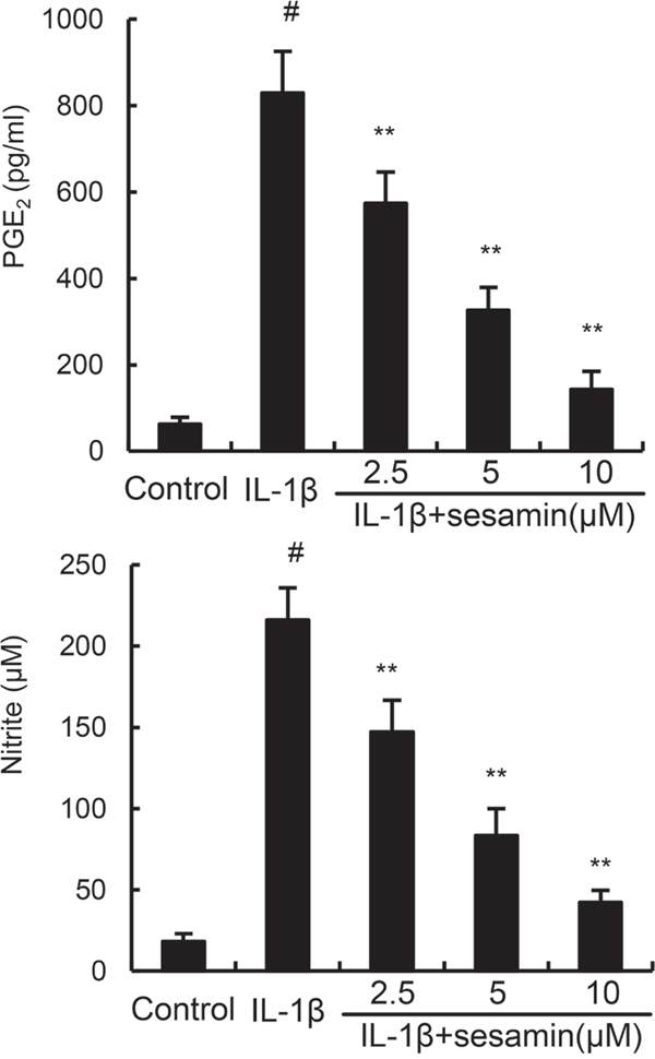 Sesamin inhibits IL-1&#x03B2;-induced NO and PGE2 production.