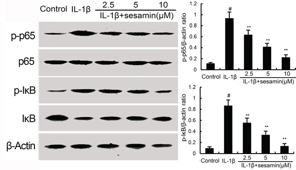 Sesamin inhibits IL-1&#x03B2;-induced NF-&#x03BA;B activation and I&#x03BA;B&#x03B1; degradation.