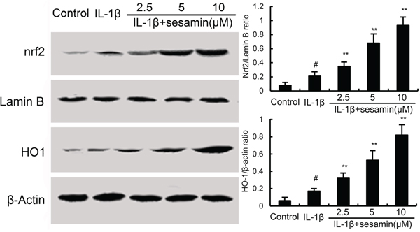 Effects of sesamin on Nrf2 signaling pathway.
