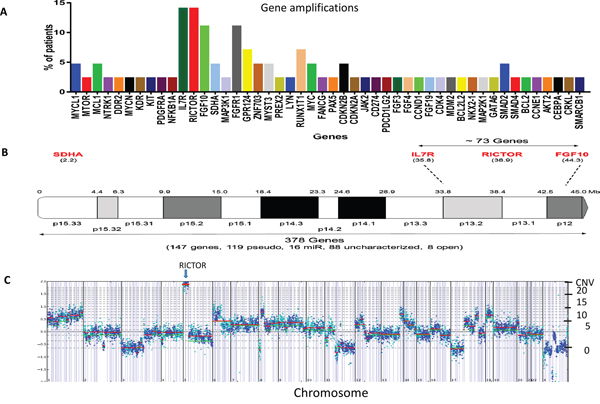 RICTOR amplification in SCLC patients.