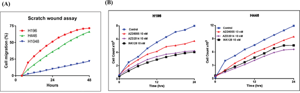 Effect of mTORC inhibitors on cell motility in SCLC cells with RICTOR CN gain.