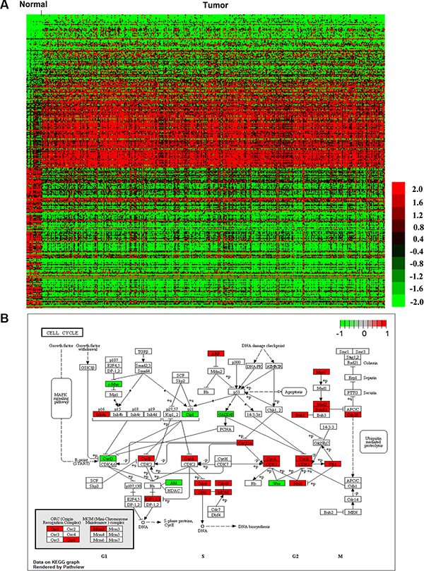 DERNAs in muscle-invasive bladder cancer.