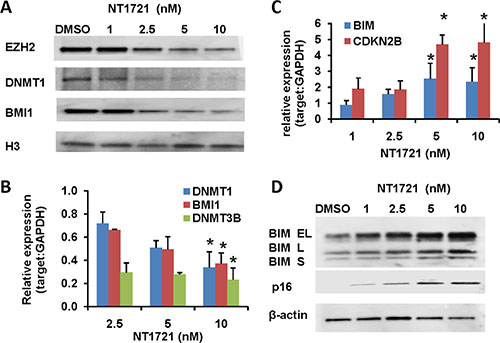 Treatment with NT1721 led to the depletion of DNMT1, EZH2 and BMI1 and induced the expression of tumor suppressor genes.