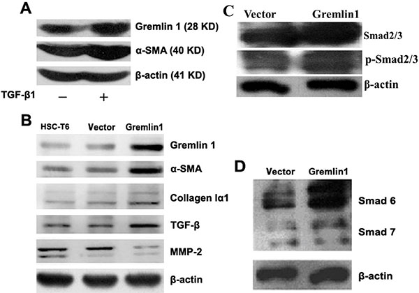Overexpression of gremlin1 enhances HSC-T6 cell activation.