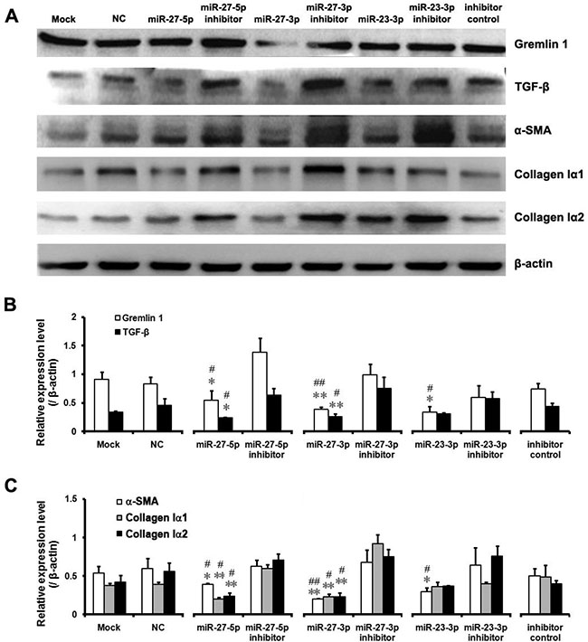 Downregulation of gremlin1 expression by the miR-23b/27b cluster leads to decreased expression of hepatic fibrosis-related factors.