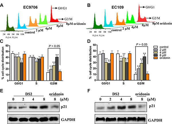 DS2 inhibits cell growth through G2/M phase arrest in ESCCs.
