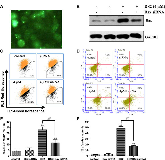 Bax siRNA conferred significant protection against DS2-induced MMP drop and apoptosis.