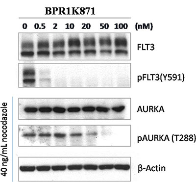 Western blot analysis for cellular target modulation by BPR1K871.