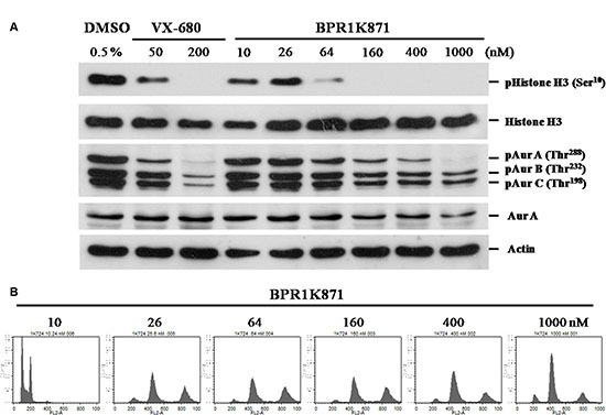 Functional study of BPR1K871 on mitotic progression in HCT-116 cell line.