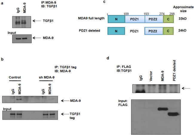 MDA-9 interacts with TGF