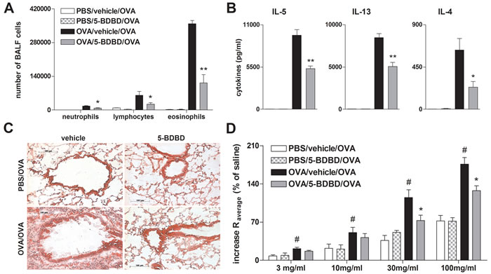 5-BDBD treatment attenuates OVA-induced airway inflammation in mice.