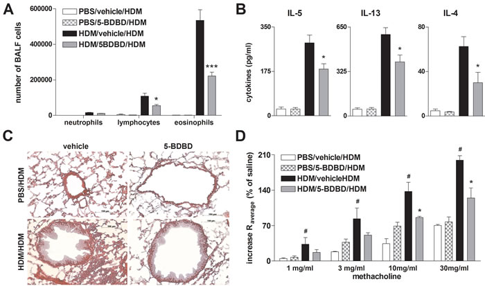 5-BDBD treated mice are partially protected against HDM induced AAI.