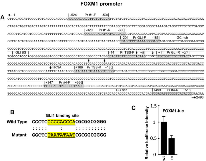 Promoter region of the FOXM1 gene [76].