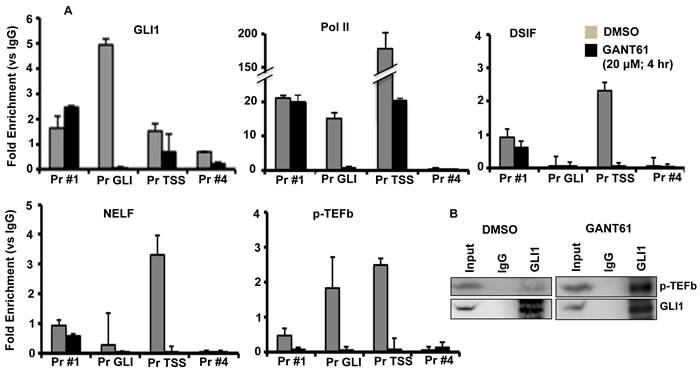 Inhibition of binding of GLI1, Pol II, DSIF, NELF and p-TEFB to the FOXM1 promoter following GANT61 exposure.