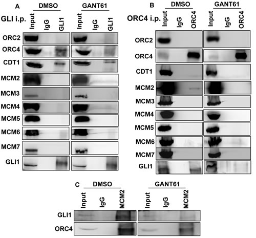 Co-immunoprecipitation of DNA replication licensing factors with GLI1 in GANT61-treated cells.