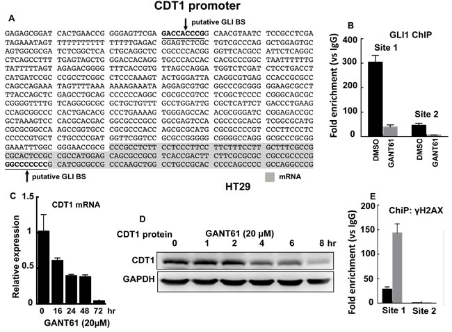 CDT1 is a transcriptional target of GLI1.