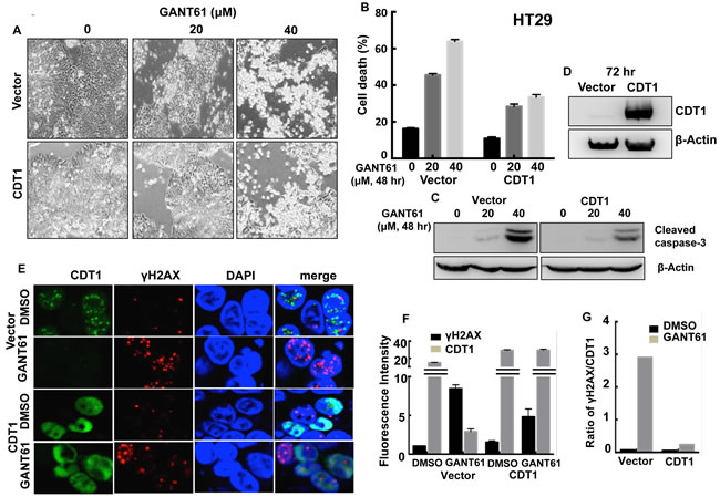 CDT1 overexpression in HT29 cells during exposure to GANT61.