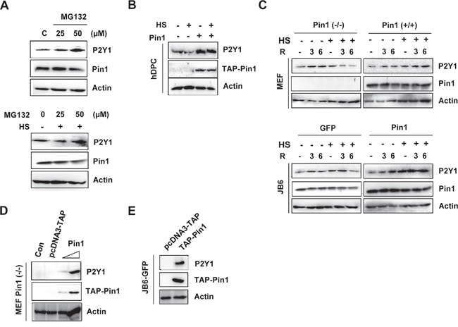 Loss of Pin1 accelerates proteasome-mediated degradation of P2Y1.
