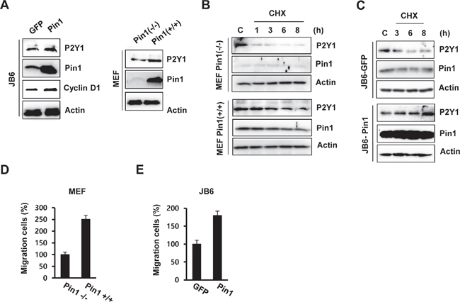 Pin1 up-regulates the level of P2Y1 protein by increasing its half-life.