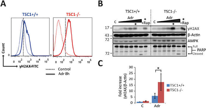 TSC1-/- cells gather primary genetic insults under mild genotoxic stress.