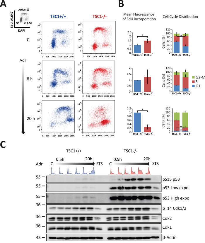 TSC1-/- MEFs feature altered cell cycle distribution, aberrant S-phase progression and G2-M accumulation under mild genotoxic stress.