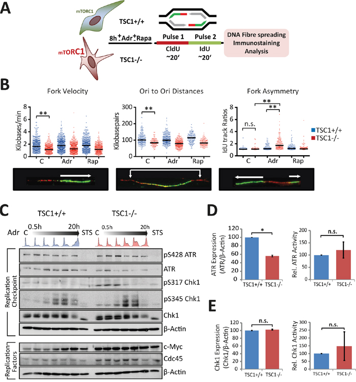 TSC loss perturbs S-phase progression.