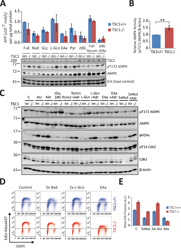 Energetic enrichment in TSC1-/- MEFs alleviates DNA damage accumulation.