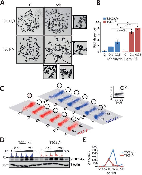 Leaky G2-M checkpoint and catastrophic cell death in TSC1-/- MEFs.