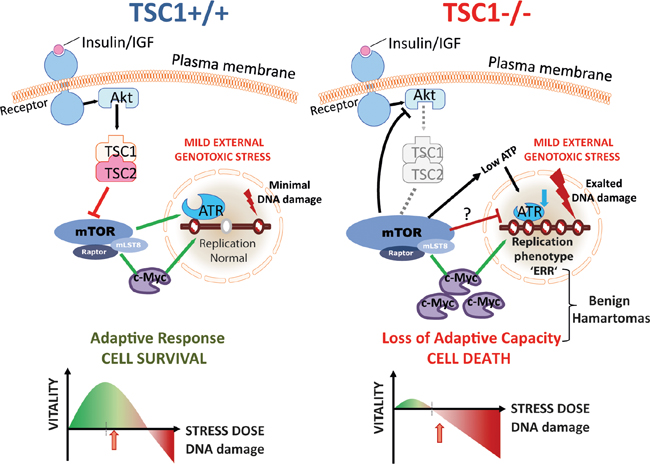 mTORC1, genotoxic stress response and tuberous sclerosis.