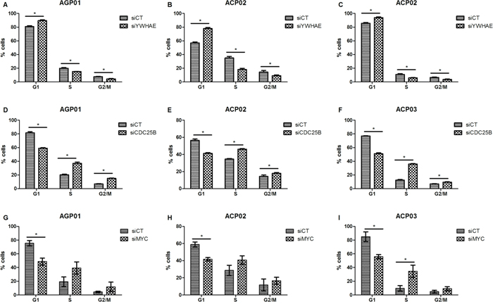 Effect of si-RNA silencing on cell cycle progression of gastric cancer cell lines.