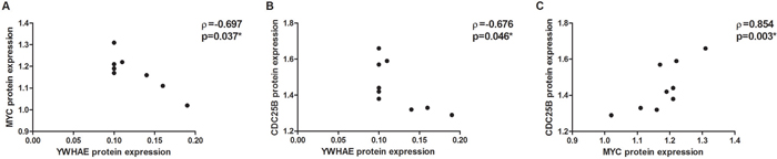 Correlation between protein expression in YWHAE-silenced AGP01, ACP02 and ACP03 gastric cancer cell lines.