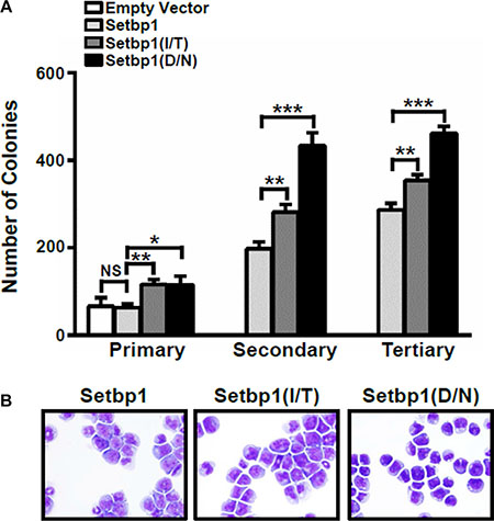 Setbp1 missense mutants confer more efficient immortalization to bone marrow progenitors compared to wild-type Setbp1.