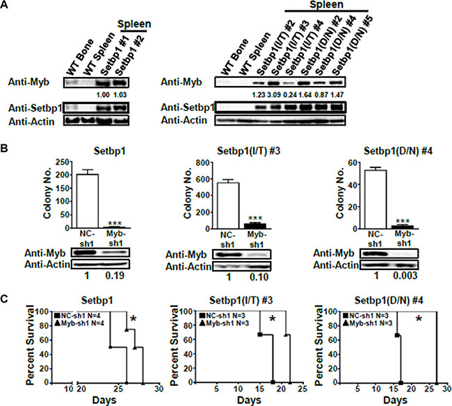 Continuous Myb expression is critical for the maintenance of Setbp1 and Setbp1 missense mutants-induced AML cells.