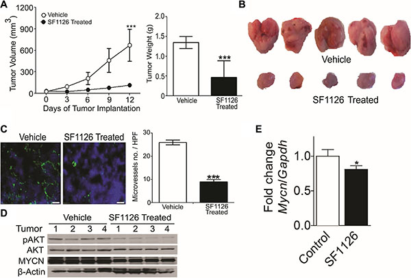 The RGD-targeted PI3K/BRD4 inhibitor SF1126 inhibits growth and microvessel density in neuroblastoma xenografts while decreasing AKT phosphorylation and MYCN protein.