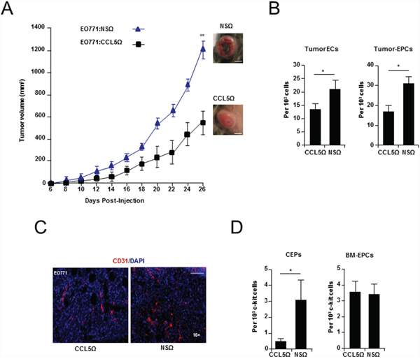 Cancer cell produced CCL5 is required for breast tumor growth and vascularization.