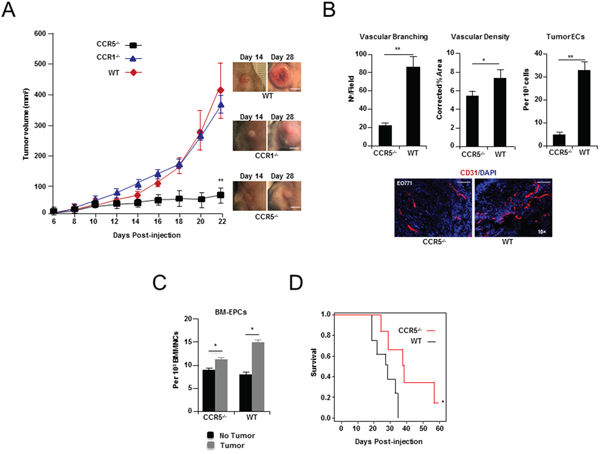 Breast tumor growth and angiogenesis in CCR5 null mice.