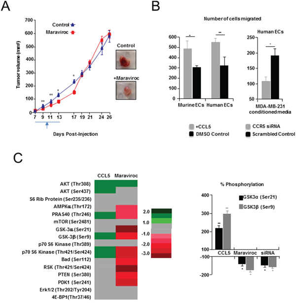 Pharmacologic inhibition of CCL5/CCR5 in a syngeneic model of breast cancer.