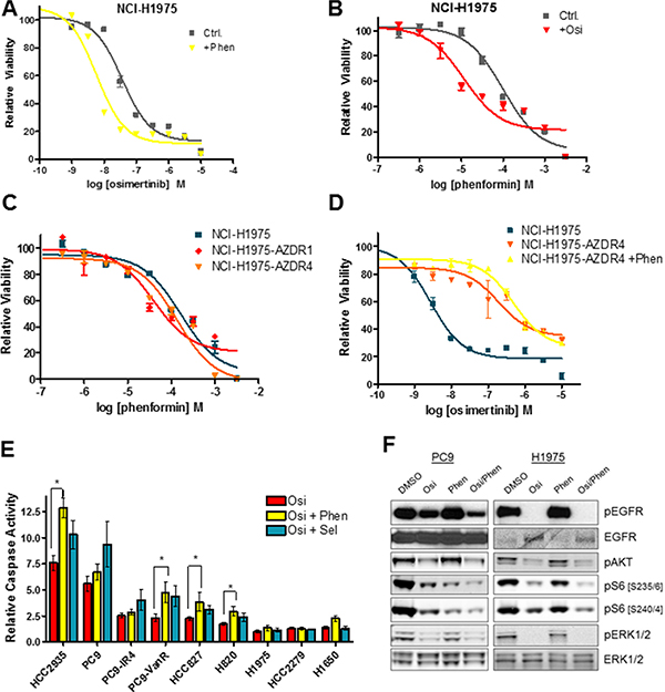 The osimertinib/phenformin combination suppresses signaling to the S6 ribosomal pathway, but does not show synergistic growth inhibition in short-term assays.