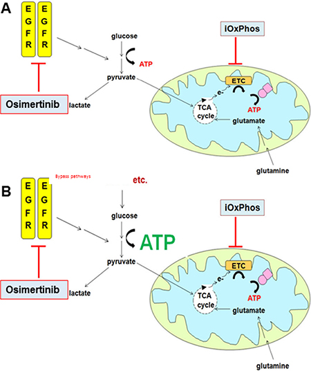 Combined inhibition of glycolysis and OxPhos suppresses osimertinib resistance.