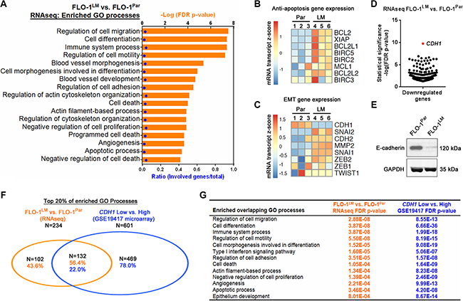 FLO-1LM highlights molecular pathways that are deranged in metastasis.