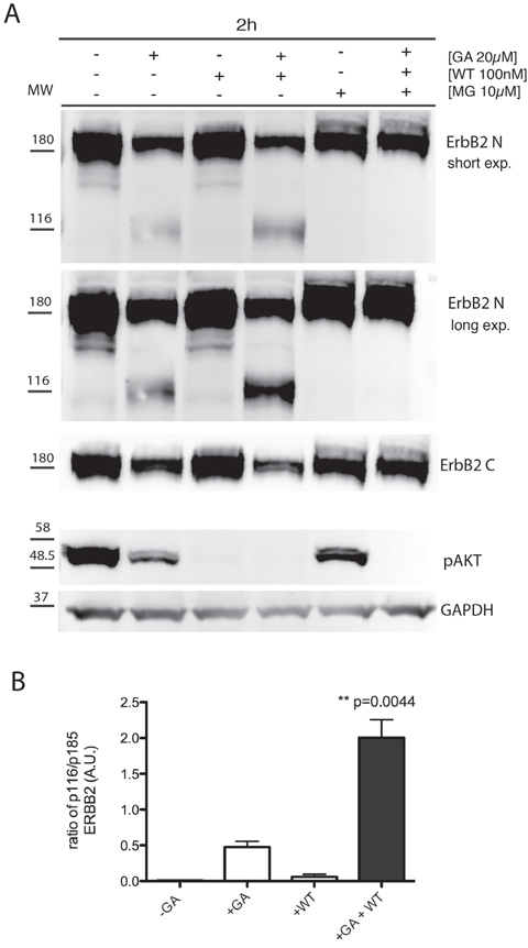 GA potentiates p116 ErbB2 cleavage which is enhanced when EE are inhibited with wortmannin.