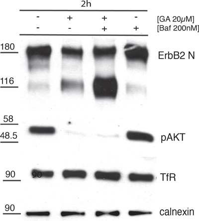p116-ERBB2 isoform is signaling impaired and degraded in lysosomes.