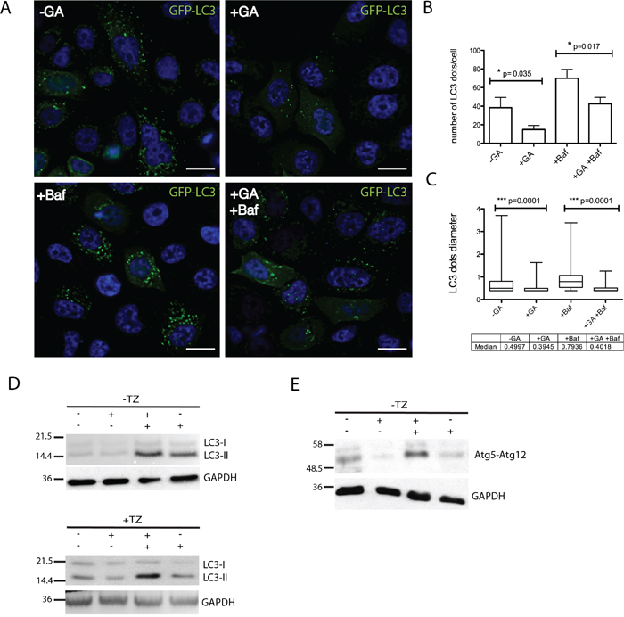 GA inhibits early autophagy.