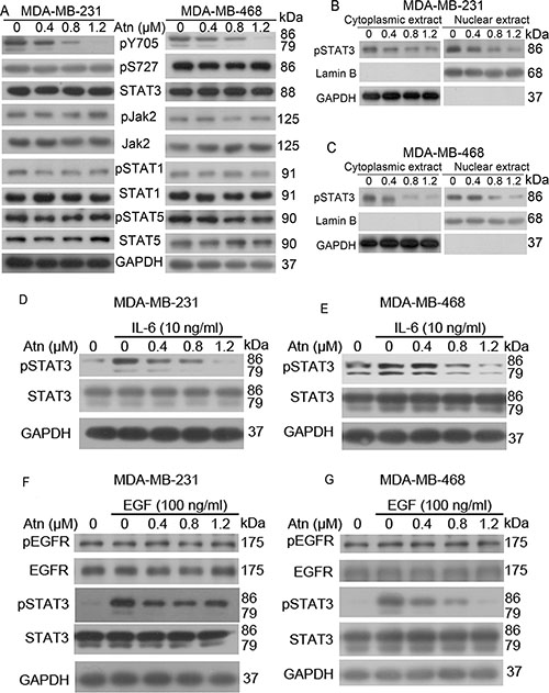 Atn inhibits STAT3 (Y705) activation in human TNBC cells.