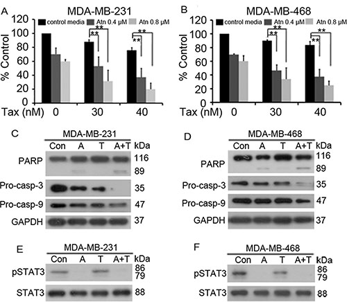 Atn enhances cytotoxicity of Taxotere&#x00AE; to TNBC cells.