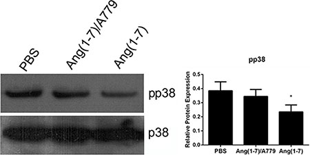 Effects of Ang-(1-7) on p38 MAPK in Spc-A1 cells.