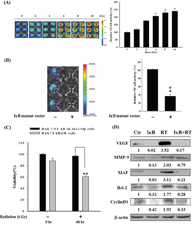 Radiation induces NF-&#x03BA;B activity in Huh7/NF-&#x03BA;B-tk-luc2/rfp cells.