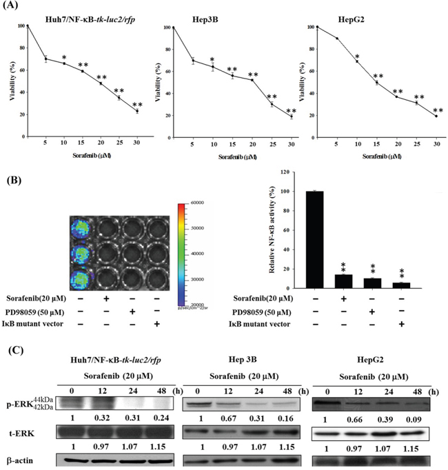 Sorafenib induces cytotoxicity and apoptosis in Huh7/NF-&#x03BA;B-tk-luc2/rfp, HepG2, and Hep3B cells via downregulating the ERK pathway.